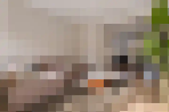 Peizerweg 79 Groningen thumbnail 33