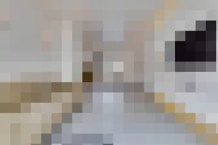 Pelikaanstraat 4 Heerlen thumbnail 22
