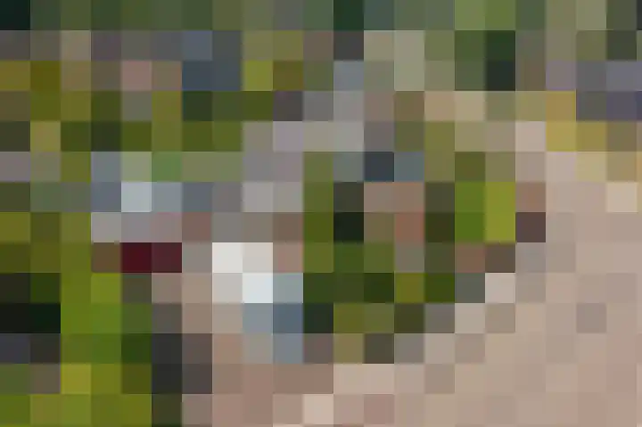 Pellerij 1 Delfzijl thumbnail 8