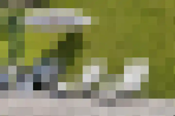 Pelmolen 6 de Lutte thumbnail 29