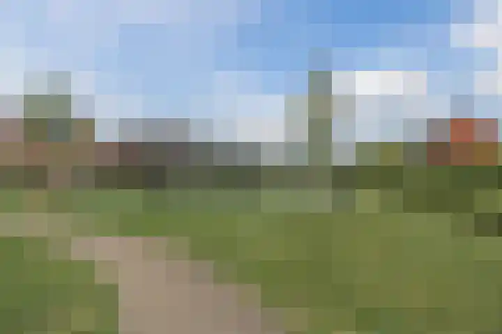 Penningkruid 12 Bodegraven thumbnail 54