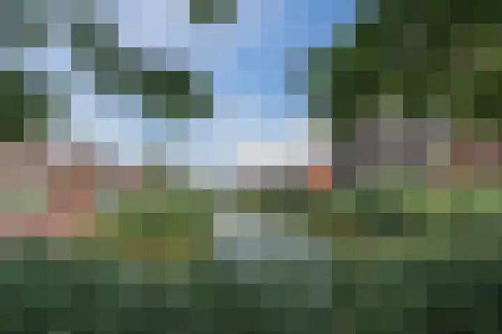 Penningkruid 12 Bodegraven thumbnail 55