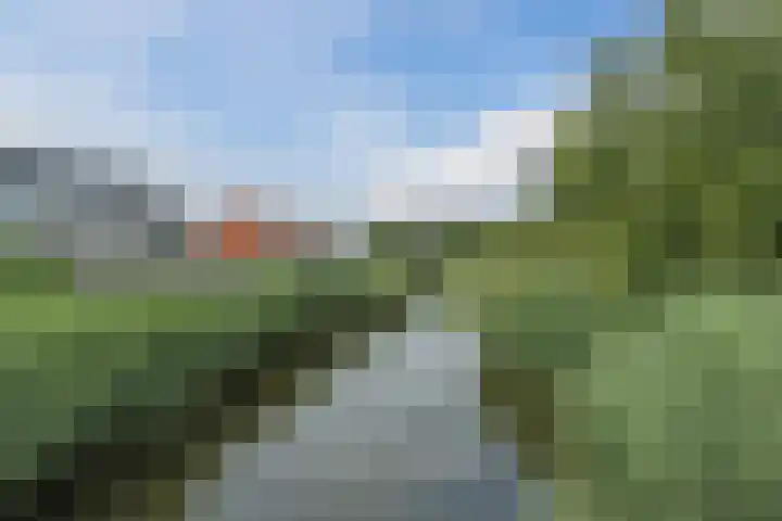 Penningkruid 12 Bodegraven thumbnail 56