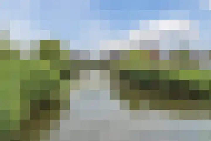Penningkruid 12 Bodegraven thumbnail 57
