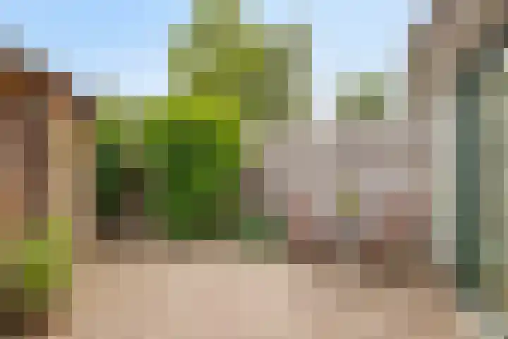 Penningkruid 41 Kampen thumbnail 33