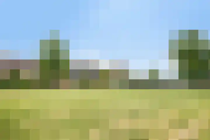 Penningkruid 41 Kampen thumbnail 42
