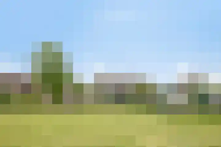 Penningkruid 41 Kampen thumbnail 5