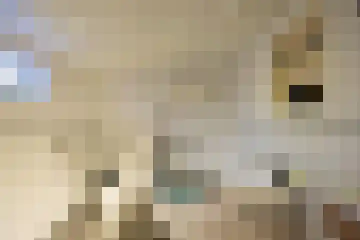 Peuterdijk 43 Herkingen thumbnail 18
