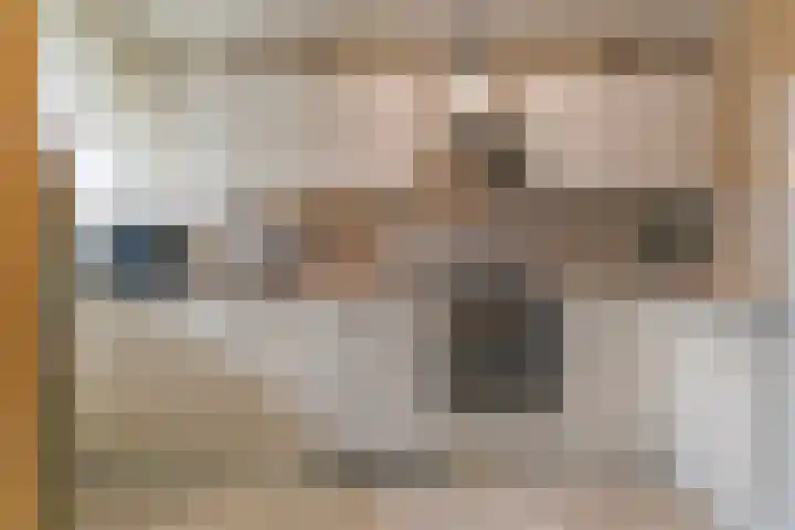 Pharus 1 Zaandam thumbnail 12