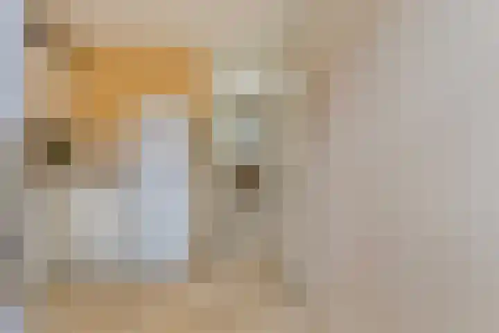 Pharus 1 Zaandam thumbnail 13
