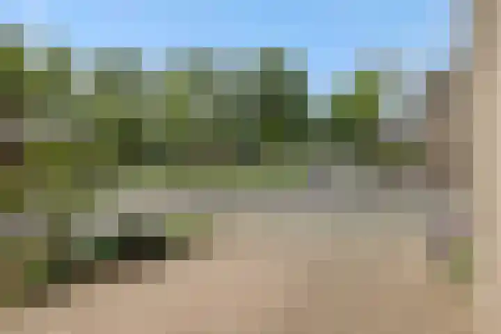 Pinksterbloem 3 Deurne thumbnail 8