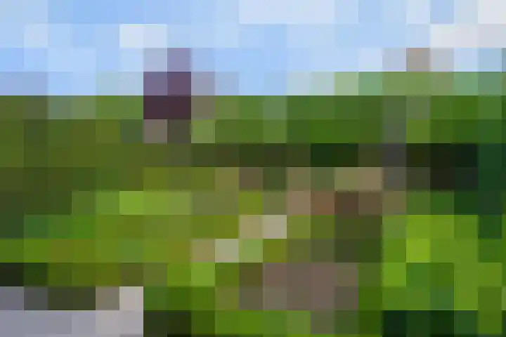 Pinkvelden 2 B Best thumbnail 36