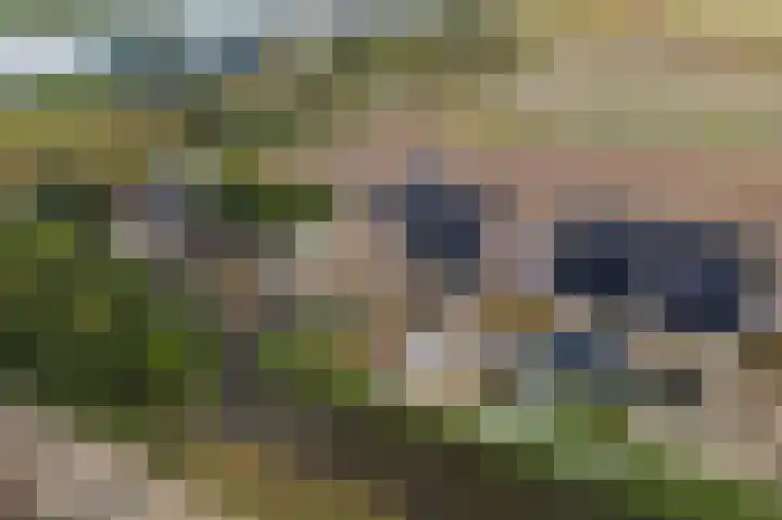 Pioentulp 97 Hillegom thumbnail 5
