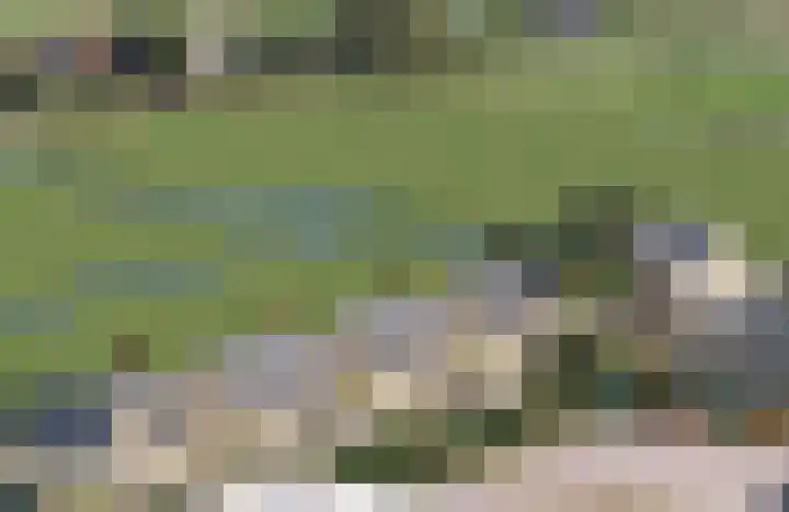 Pioentulp 97 Hillegom thumbnail 6