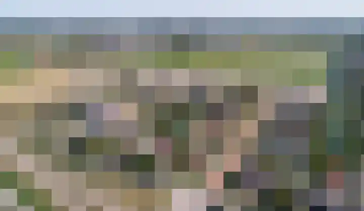 Pioentulp 97 Hillegom thumbnail 7