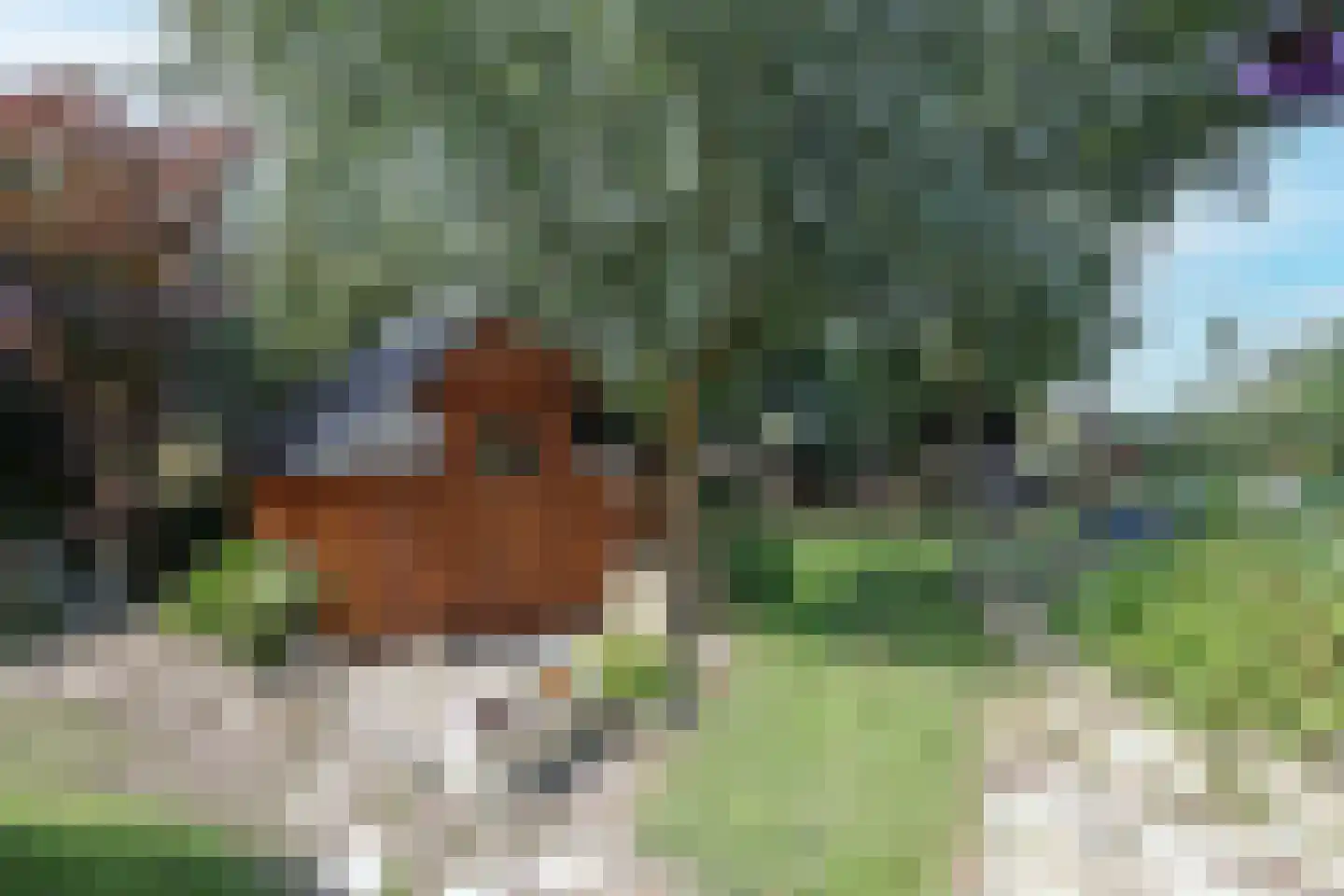 Pippeling 46 Boskoop thumbnail 12