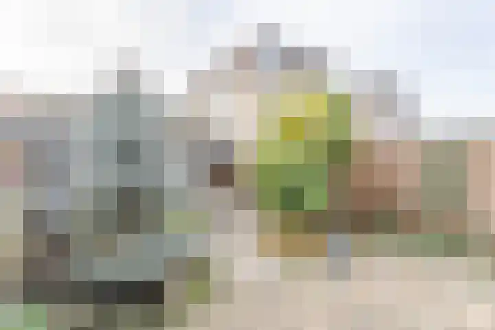 Pippeling 46 Boskoop thumbnail 7