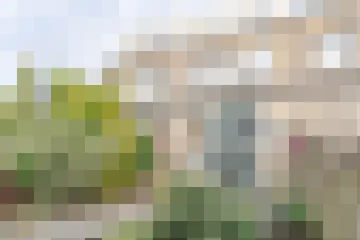 Pippeling 46 Boskoop thumbnail 8