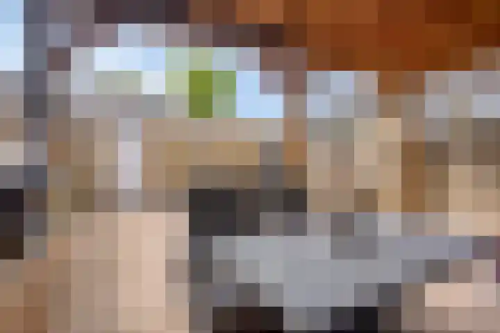 Pippelingstraat 16 Eindhoven thumbnail 30