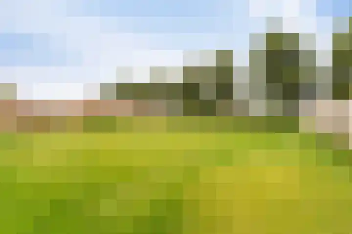 Pitrus 86 Assendelft