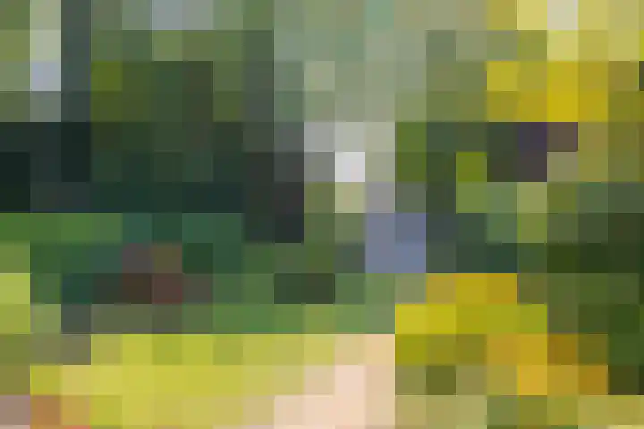 Piustuin 22 Lisse thumbnail 16
