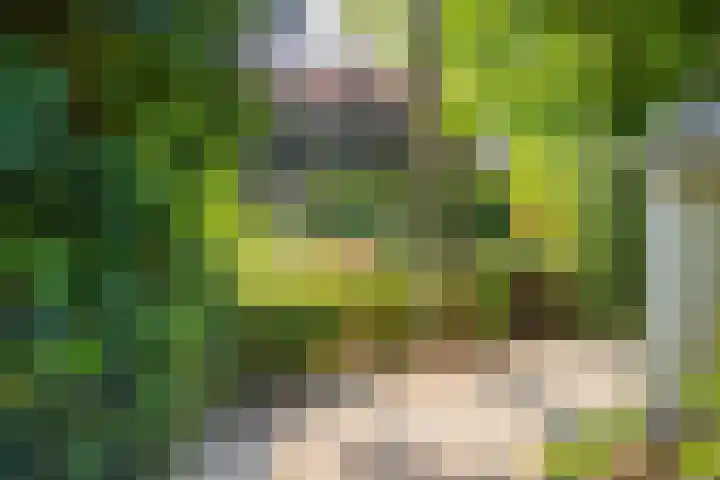 Piustuin 22 Lisse thumbnail 18