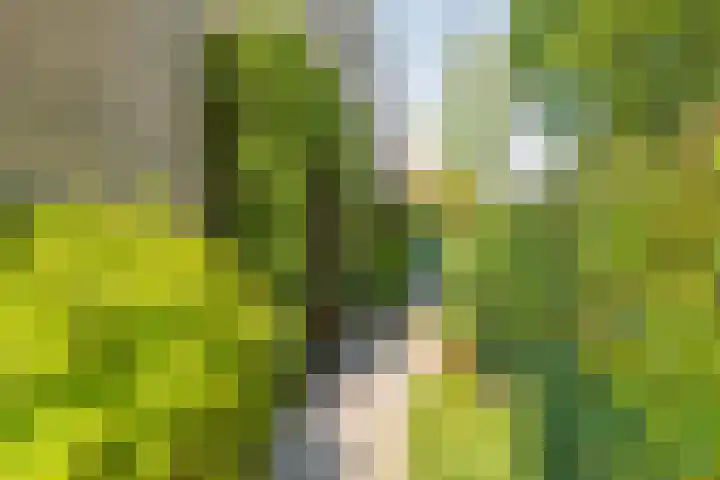 Piustuin 22 Lisse thumbnail 24