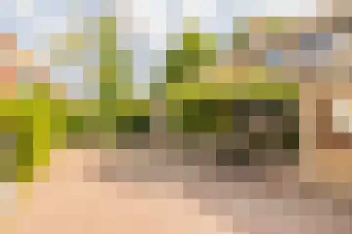 Piustuin 22 Lisse thumbnail 4