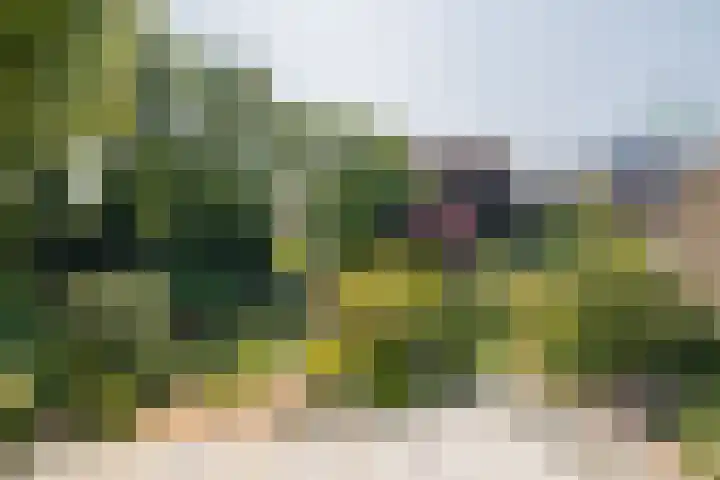 Piustuin 22 Lisse thumbnail 55