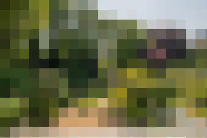 Piustuin 22 Lisse thumbnail 56