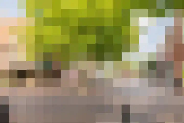 Piustuin 22 Lisse thumbnail 57