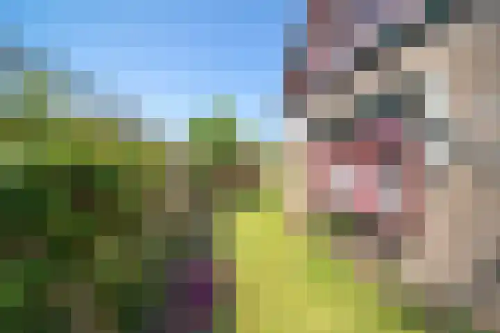Plaats 22 A Honselersdijk thumbnail 30