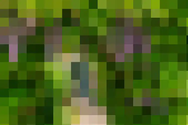Planterslaan 48 Leersum thumbnail 47