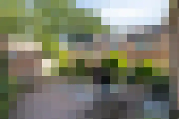 Plataan 20 Heino thumbnail 24