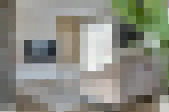 Plataan 3 Cuijk thumbnail 13