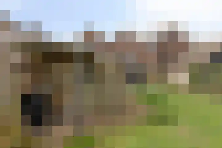 Plataan 74 Mierlo thumbnail 50