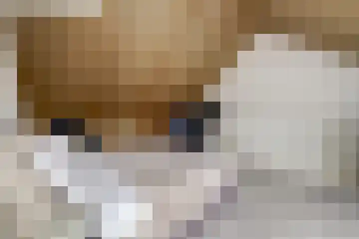 Platinum 75 Arnhem thumbnail 34