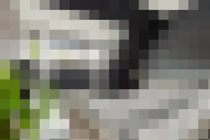 Pluimpot 14 Hansweert thumbnail 19
