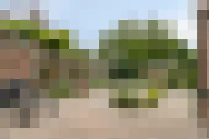 Pluimpot 14 Hansweert thumbnail 33