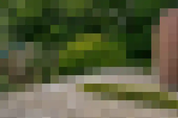 Pluimpot 14 Hansweert thumbnail 36