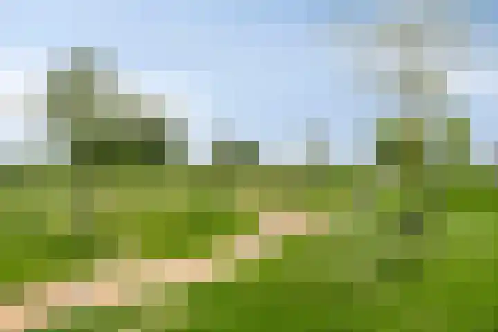 Pluimpot 14 Hansweert thumbnail 43