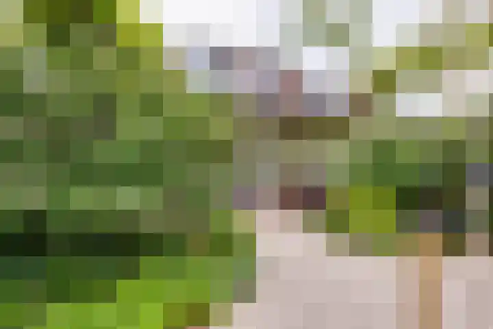 Pluto 7 Lichtenvoorde thumbnail 54