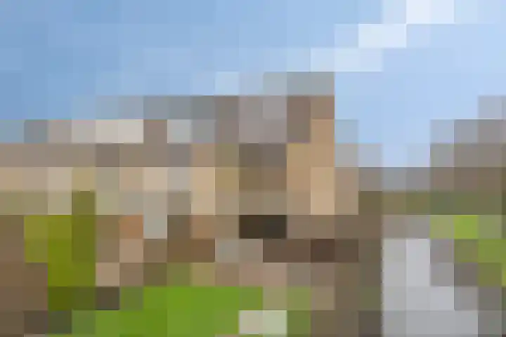 Poelruit 6 Boskoop
