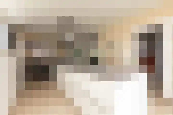 Polle 14 Arum thumbnail 13