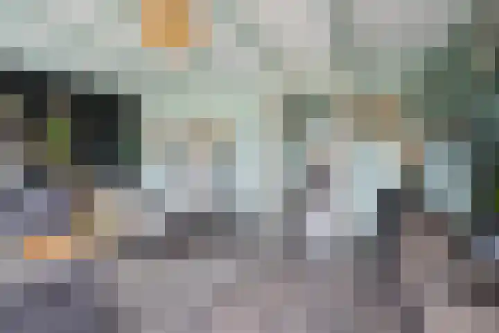 Polle 44 Arum thumbnail 12