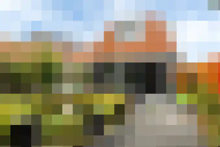 Polle 44 Arum thumbnail 21