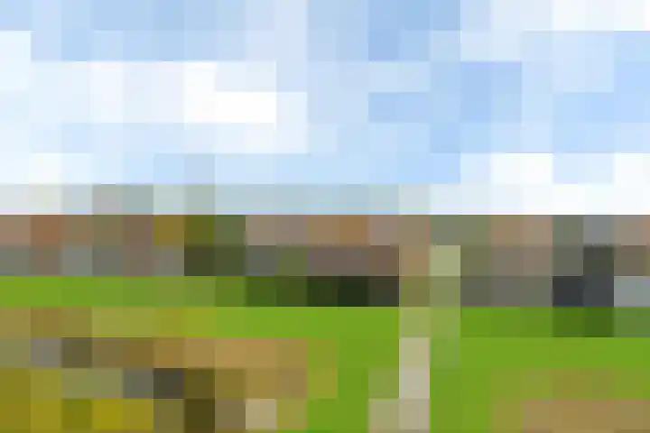 Polle 44 Arum thumbnail 42