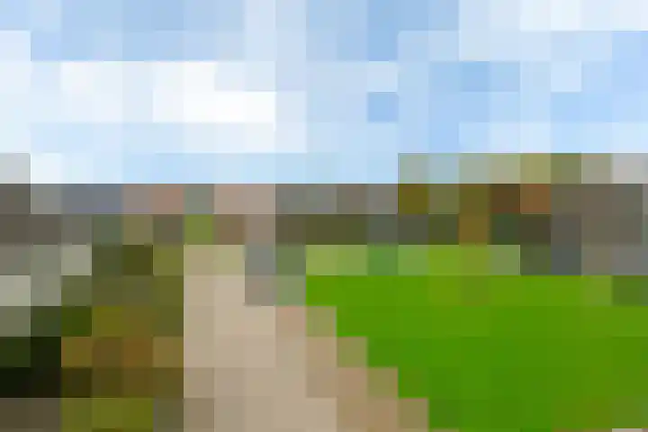 Polle 44 Arum thumbnail 43