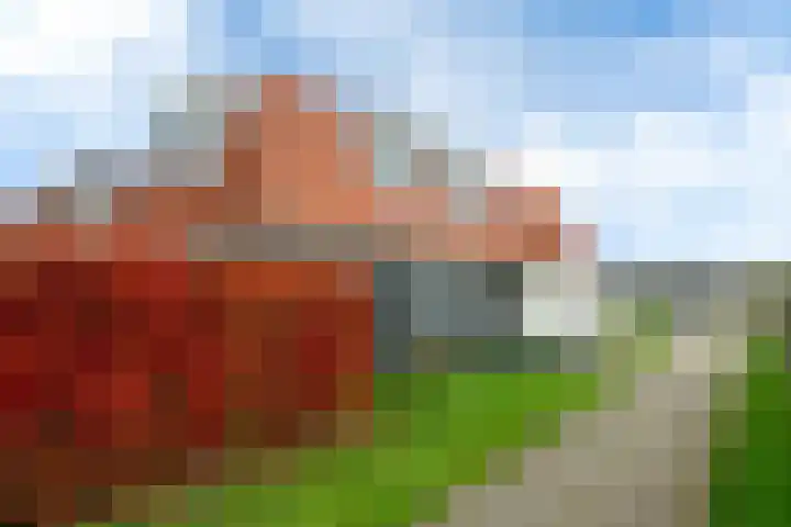 Polle 44 Arum thumbnail 5