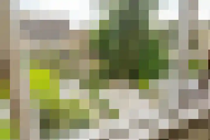 Pompeblêdstrjitte 7 Stiens thumbnail 19